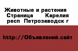  Животные и растения - Страница 21 . Карелия респ.,Петрозаводск г.